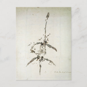 Plesiosaurus dolichodeirus postkarte