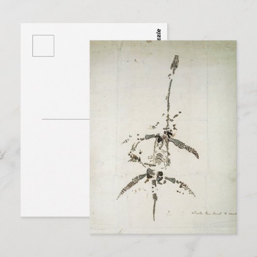 Plesiosaurus dolichodeirus postkarte (Vorne/Hinten)