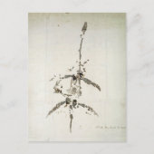 Plesiosaurus dolichodeirus postkarte (Vorderseite)