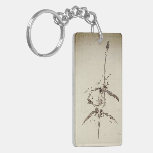 Plesiosaurus dolichodeirus Schlüsselanhänger (Vorderseite links)