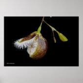 Pleurothallis Cypripedioides Poster (Vorne)