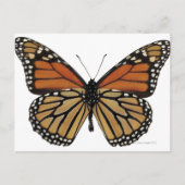 Plexippus Danaus Butterfly Postkarte (Vorderseite)