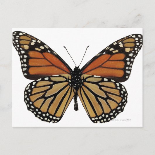 Plexippus Danaus Butterfly Postkarte (Vorderseite)