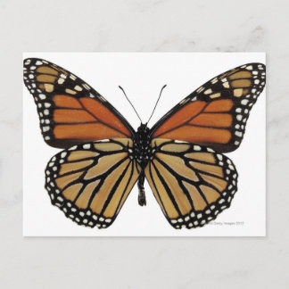 Plexippus Danaus Butterfly Postkarte