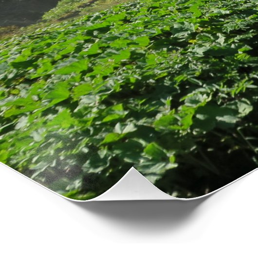 Plitvice Lakes Croatia Poster (Ecke)