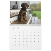 Plott Hound 2027 Wandkalender (Mär 2027)
