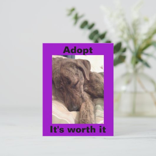 Plott Hound Postkarte (Stehend Vorderseite)