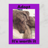Plott Hound Postkarte (Vorderseite)