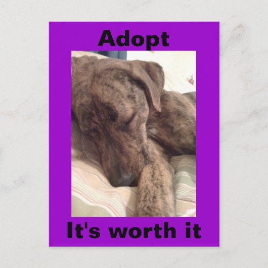 Plott Hound Postkarte (Vorderseite)