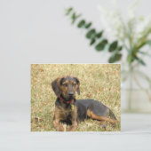 Plott Hound Postkarte (Stehend Vorderseite)