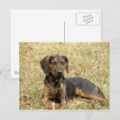 Plott Hound Postkarte (Vorne/Hinten)