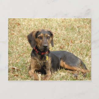 Plott Hound Postkarte