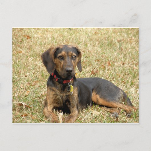 Plott Hound Postkarte (Vorderseite)