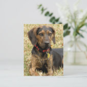 Plott Hound Postkarte (Stehend Vorderseite)
