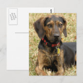 Plott Hound Postkarte (Vorne/Hinten)