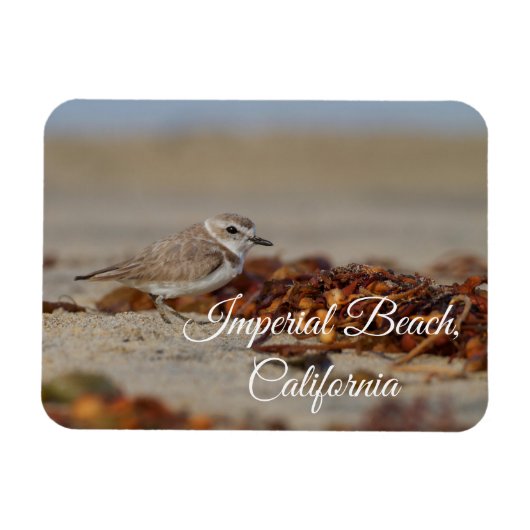 Plover and Seaweed Imperial Beach, Kalifornien Magnet (Horizontal)