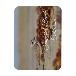 Plover and Seaweed Imperial Beach, Kalifornien Magnet