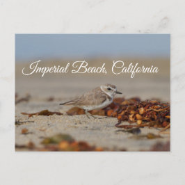Plover and Seaweed Imperial Beach, Kalifornien Postkarte