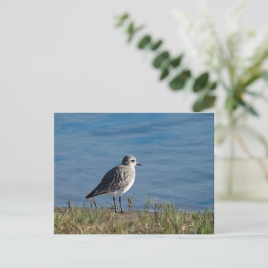 Plover Postkarte (Stehend Vorderseite)