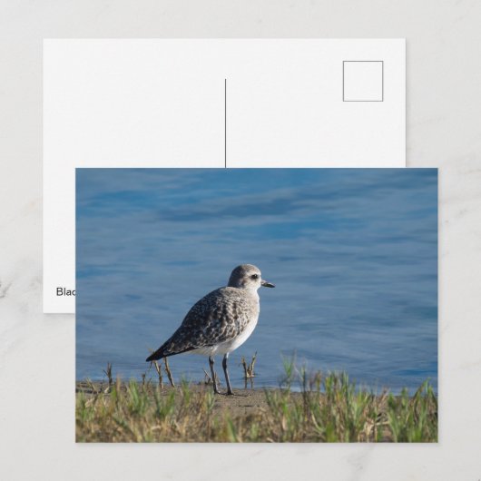 Plover Postkarte (Vorne/Hinten)