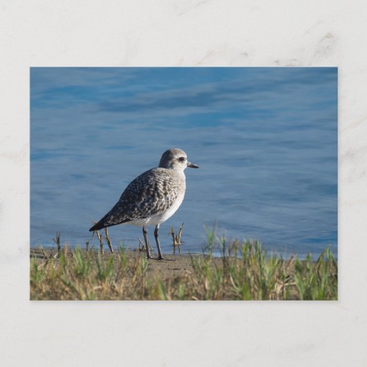 Plover Postkarte (Vorderseite)