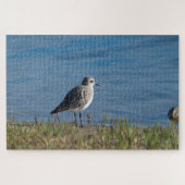 Plover Puzzle (Horizontal)