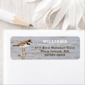 Plover Shore Bird Rücksendeadresse (Insitu)