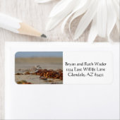 Plover und Algen (Insitu)