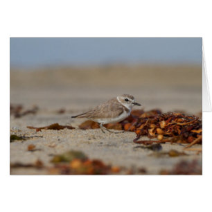Plover und Algen