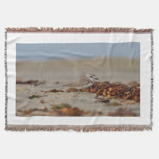 Plover und Algen Decke (Vorderseite)