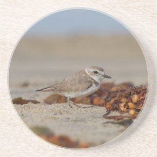 Plover und Algen Getränkeuntersetzer