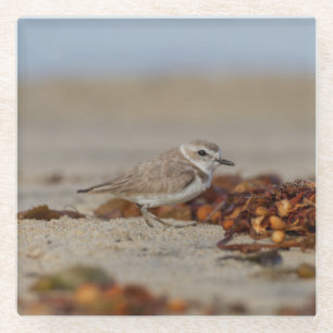 Plover und Algen Glasuntersetzer