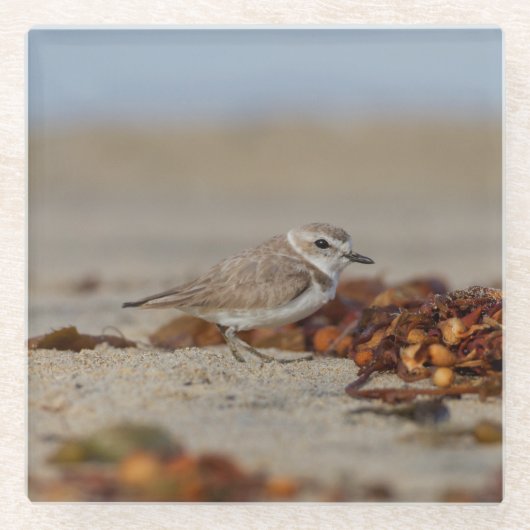 Plover und Algen Glasuntersetzer (Vorderseite)