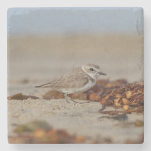 Plover und Algen Steinuntersetzer