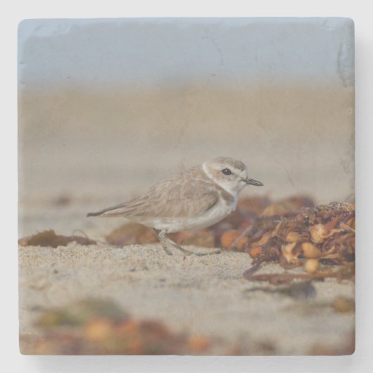 Plover und Algen Steinuntersetzer (Vorderseite)
