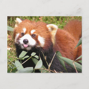 Plucky Red Panda isst Bamboo, macht ein sonniges G Postkarte