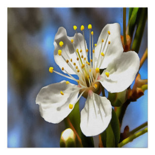 Plum Blossom Botanische Kunst Poster