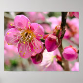 Plum Blossom Close-Up Poster (Vorne)