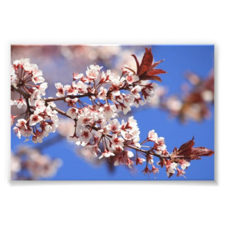 Plum Blossom Foto drucken
