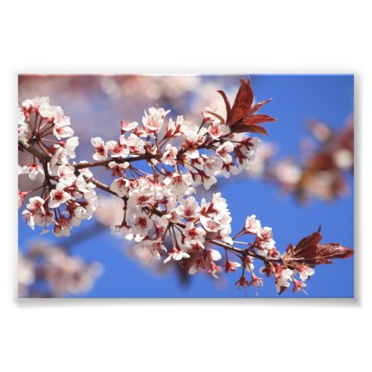 Plum Blossom Foto drucken (Vorne)