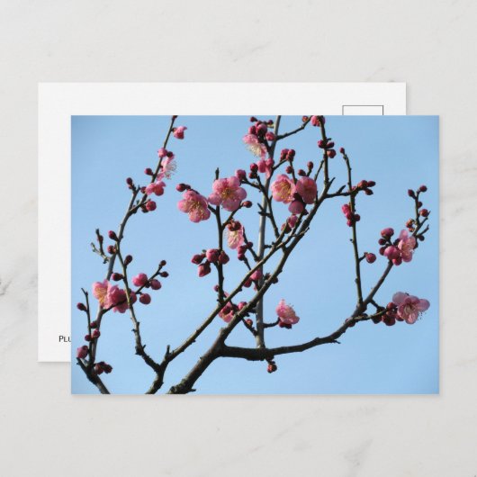Plum Blossom: Japan Postkarte