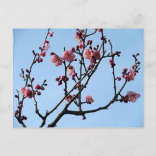 Plum Blossom: Japan Postkarte
