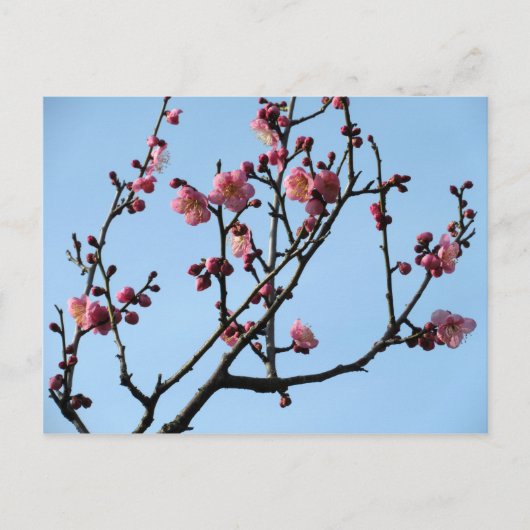 Plum Blossom: Japan Postkarte (Vorderseite)