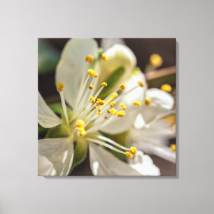 Plum Blossom Leinwanddruck