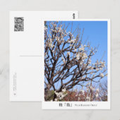 Plum Blossom ‘Okina’ Postkarte (Vorne/Hinten)
