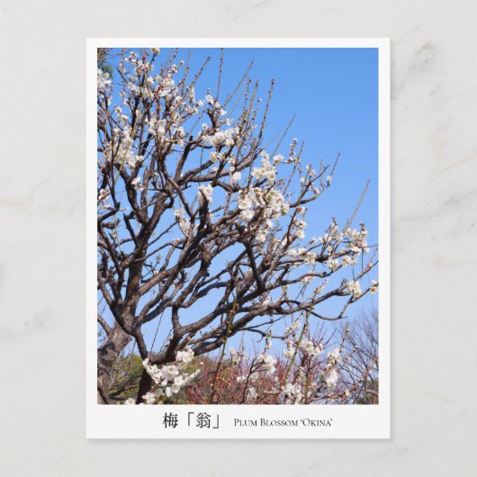 Plum Blossom ‘Okina’ Postkarte (Vorderseite)