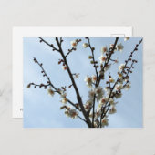 Plum Blossom: Tokio Postkarte (Vorne/Hinten)