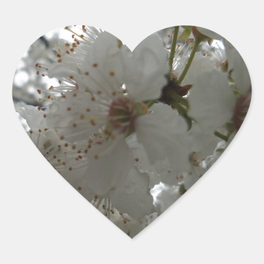 Plum-Blume-Heftaufkleber Herz-Aufkleber (Vorderseite)