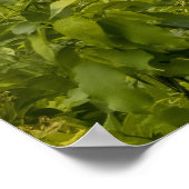 Plum Brook Teich Poster (Ecke)