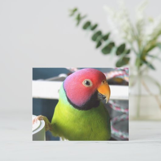 Plum Headed Parakeet Postkarte (Stehend Vorderseite)
